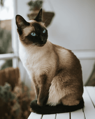Siamese Cat jigsaw puzzle