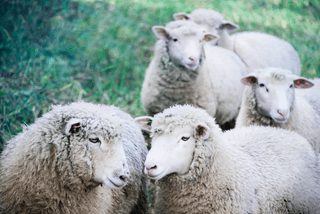 Five Sheep jigsaw puzzle