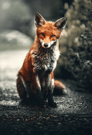 Intimidating fox jigsaw puzzle