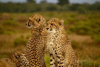 Cheetah Family jigsaw puzzle