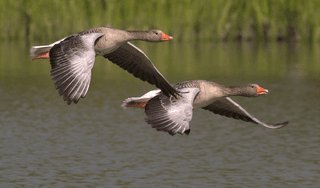 Geese jigsaw puzzle