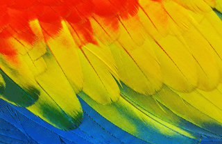 Colourful Feathers jigsaw puzzle