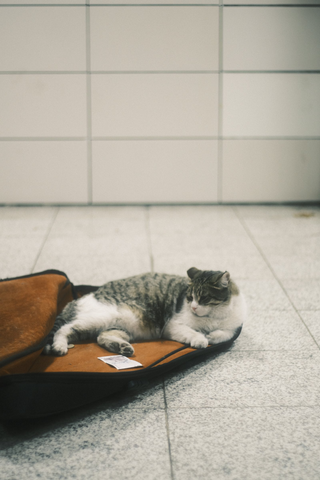 Cat  jigsaw puzzle