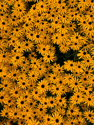 A Bunch Of Sunflowers jigsaw puzzle