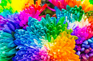 Rainbow Chrysanthemum jigsaw puzzle