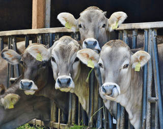 Curious Cows jigsaw puzzle