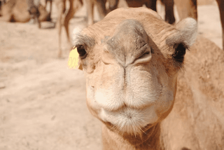 Camel Face jigsaw puzzle