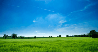 Beautiful grass jigsaw puzzle
