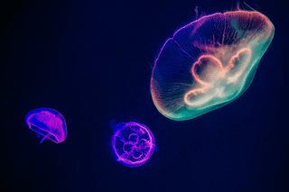 Purple jellyfish jigsaw puzzle