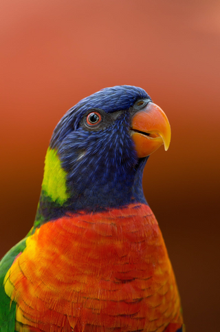Adorable parrot jigsaw puzzle