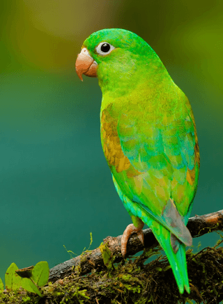 Bird in a Tree jigsaw puzzle