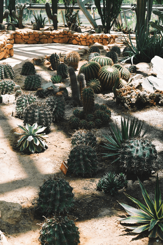 Cactus jigsaw puzzle