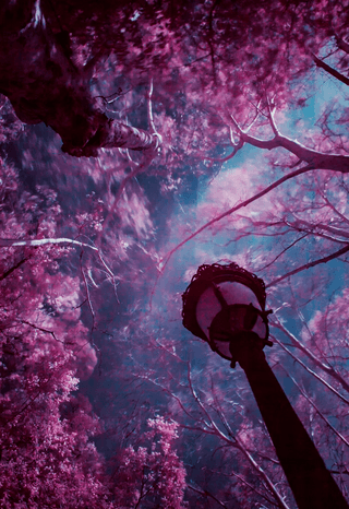 Mystic Forest jigsaw puzzle