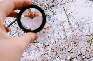 Magnifying flower jigsaw puzzle