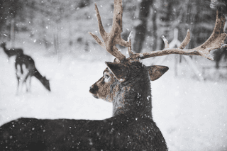 Cold Deer jigsaw puzzle