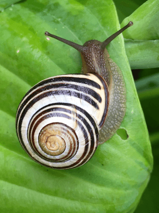 Black and white snail jigsaw puzzle