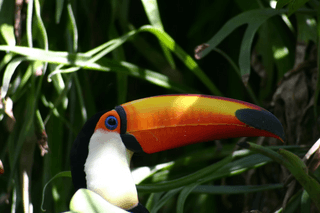 Colorful Toucan jigsaw puzzle