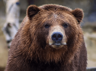 Brown Bear jigsaw puzzle