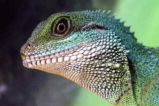 Gecko jigsaw puzzle