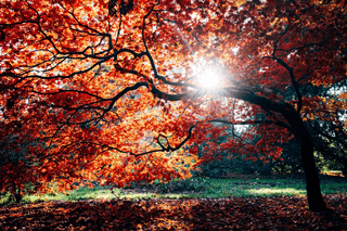 Japanese Maple Tree jigsaw puzzle