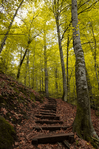 Yedigoller Park jigsaw puzzle