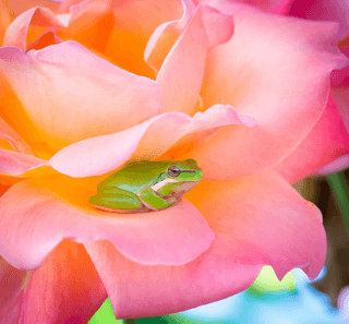 Frog and Lotus jigsaw puzzle