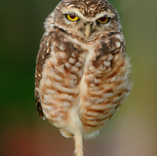 A Burrowing Owl jigsaw puzzle
