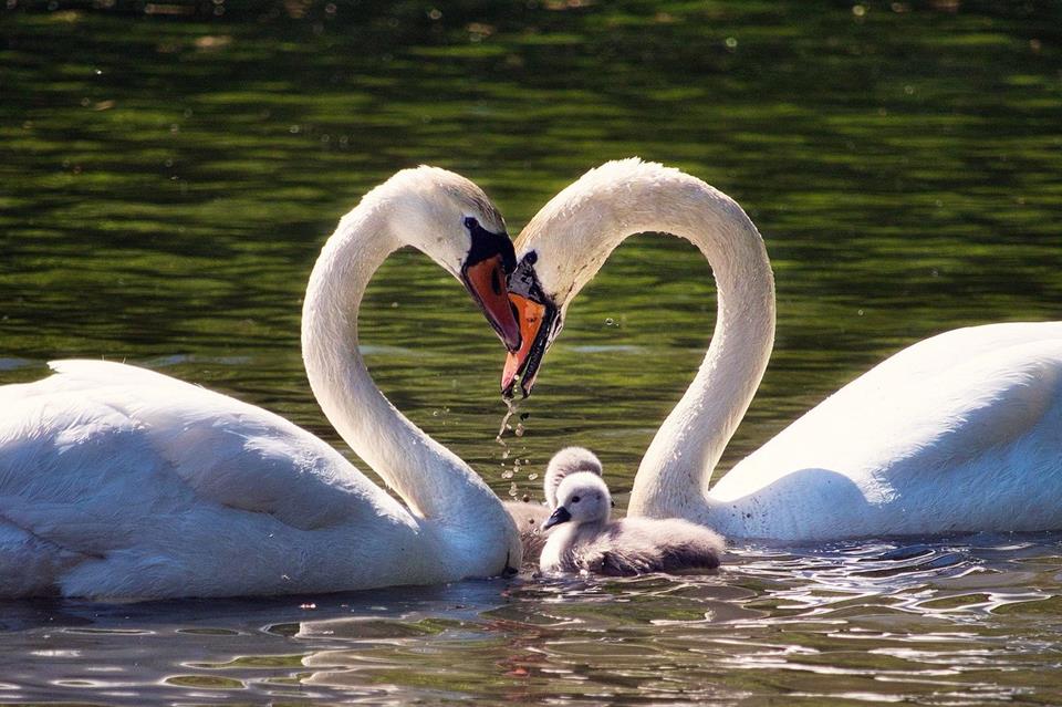 A Family of Swans jigsaw puzzle