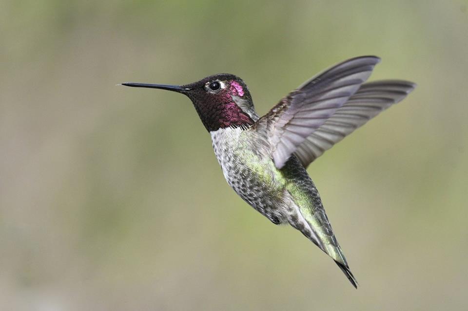 Annas Hummingbird jigsaw puzzle