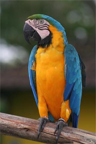 Arara jigsaw puzzle