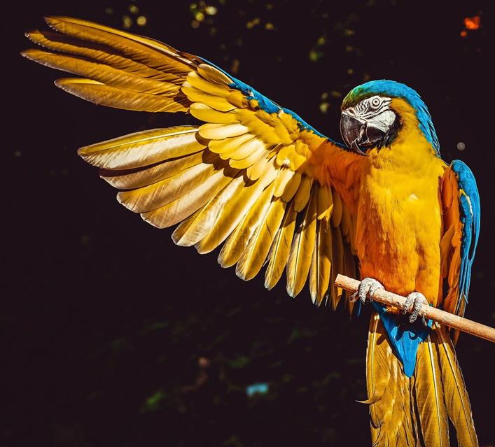 Arara Stretching Her Wing jigsaw puzzle