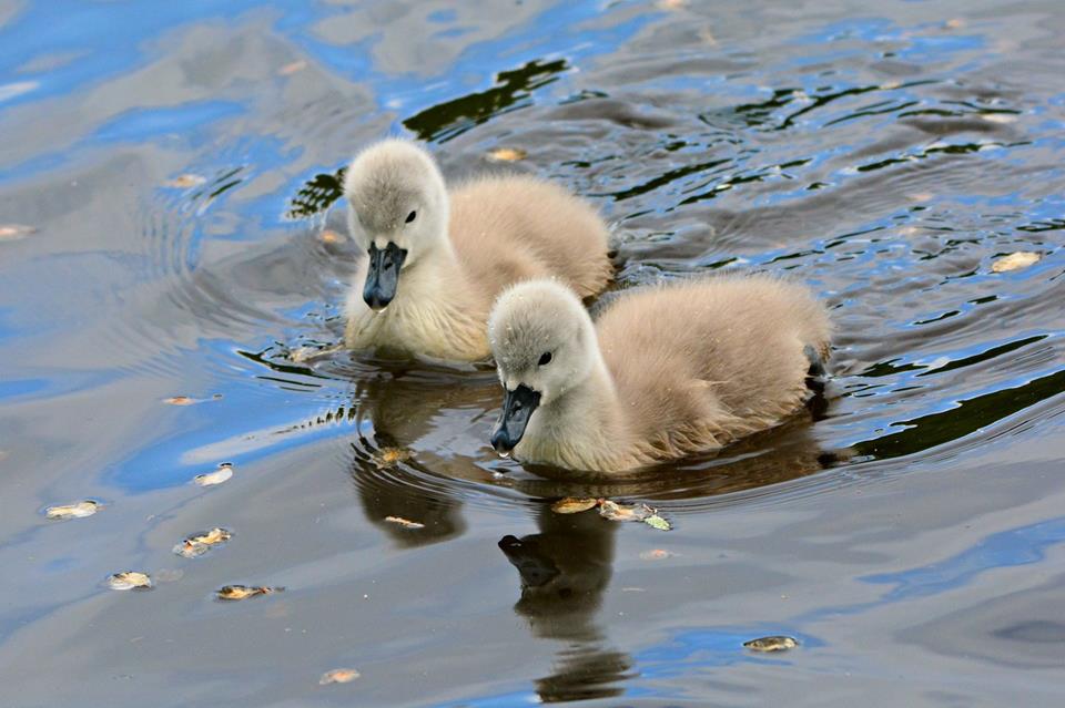 Baby Swans jigsaw puzzle