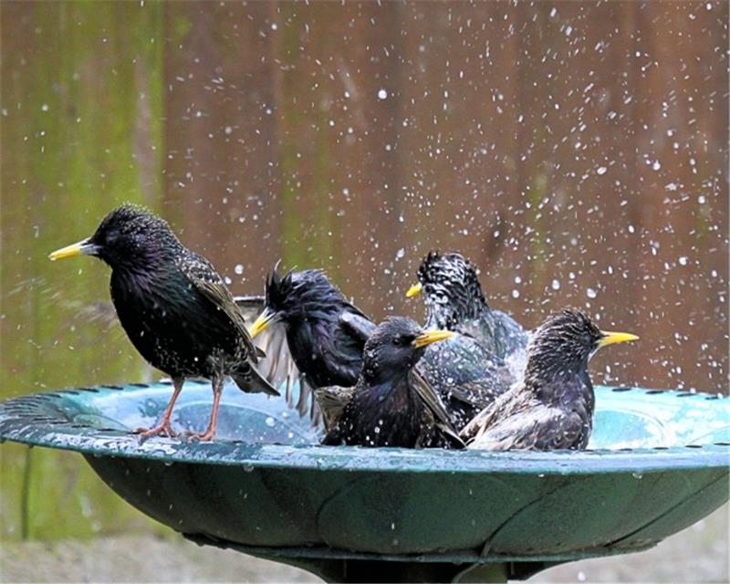 Bird Bath jigsaw puzzle