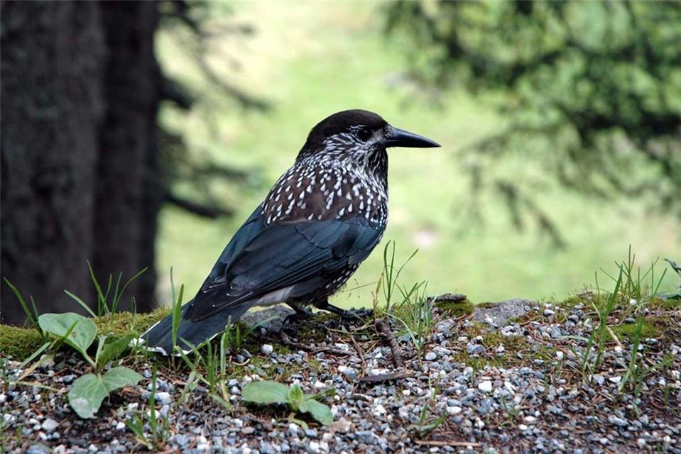 Spotted Nutcracker jigsaw puzzle
