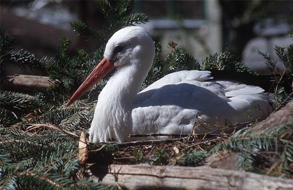 White Stork jigsaw puzzle