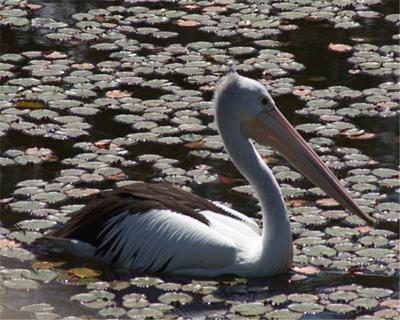 Australian Pelican jigsaw puzzle