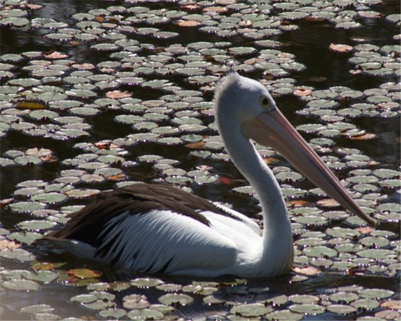 Australian Pelican jigsaw puzzle