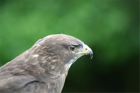 Hawk jigsaw puzzle