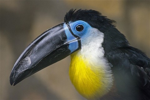 Blue Toucan jigsaw puzzle