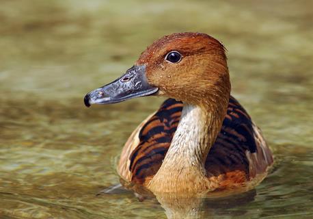 Brown Duck jigsaw puzzle