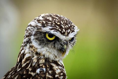 Burrowing Owl jigsaw puzzle