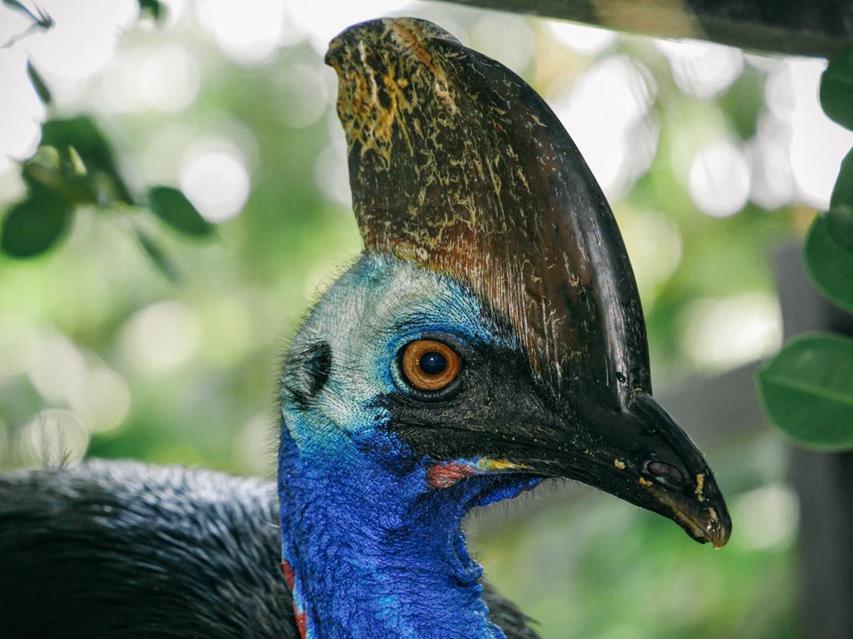 Cassowary jigsaw puzzle