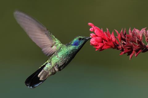 Colibri Thalassinus jigsaw puzzle