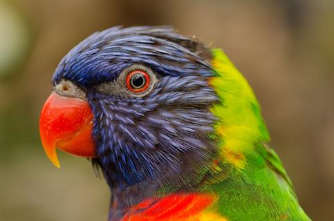 Colorful Parrot Bird jigsaw puzzle