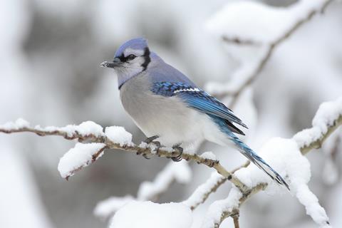Cyanocitta Cristata jigsaw puzzle