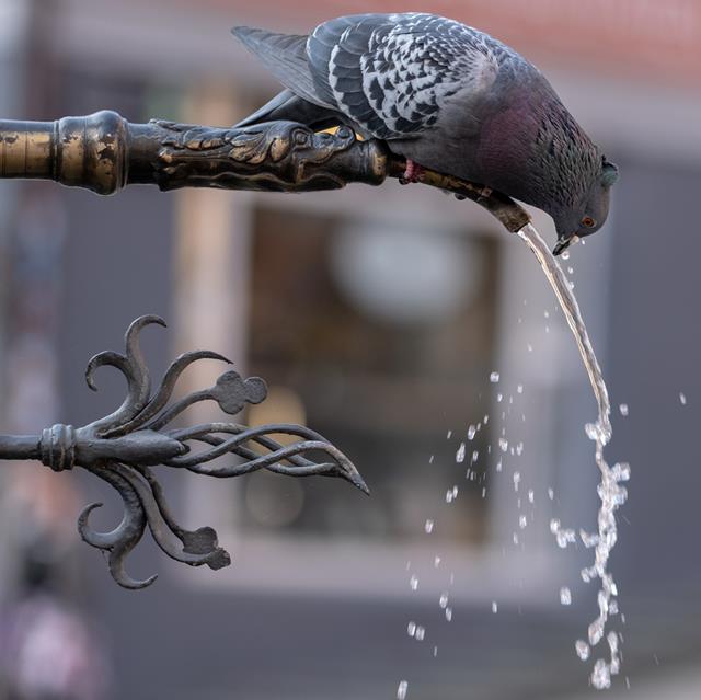 Black Columbidae Drinking Water jigsaw puzzle