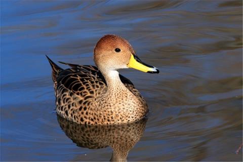 Duck jigsaw puzzle