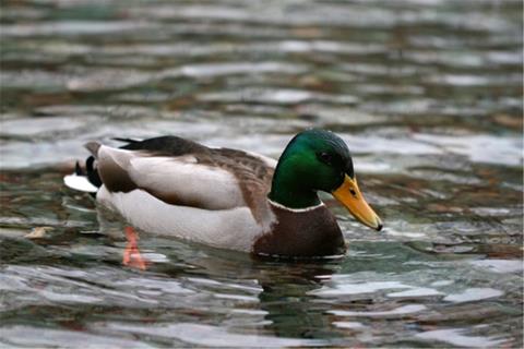 Duck jigsaw puzzle