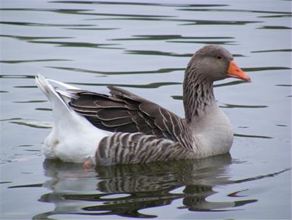 Duck jigsaw puzzle