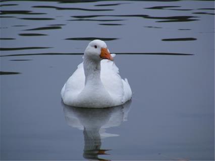 Duck jigsaw puzzle